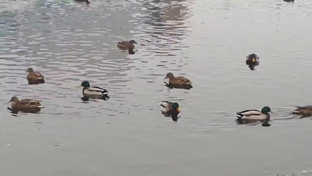 Почему утки не мерзнут в воде. Утки не улетели на зиму. почему утки не улетают на зиму из города.