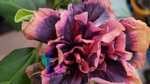 EMM Dark Witchcraft #Annaost #Аннаост #гибискуссортовой #Гибискус  #hibiscus #GeraGibis #герагибис