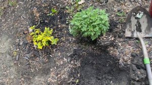Размножение хризантемы мультифдоры делением куста и черенками. Из 2 кустов -  18.