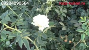 Почему роза превращается в шиповник.