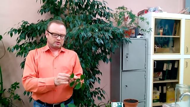 Лавр благородный (лат. Láurus nóbilis) , размножение и уход смотреть онлайн