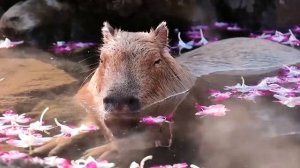capybara ok i pull up