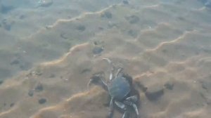 Разборки крабов (Владивосток Седанка 23.06.2017) Приморский край