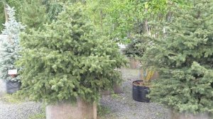 Ель голубая, сербская, обыкновенная и тд. в продаже, обзор часть 1