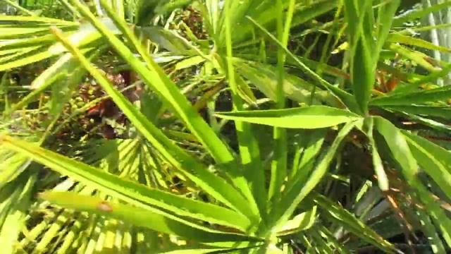 Northern Chamaerops humilis palm loaded with seeds