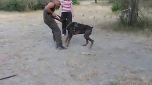 Дрессировка по защите добермана АЙК из Грациано.