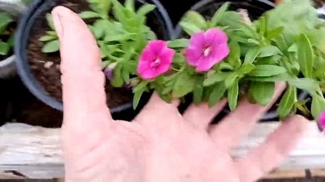 29 октября. Утепляем теплицу. Занимаюсь с растениями. смотреть онлайн