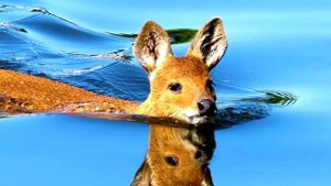 ОЛЕНЬ ВАМПИР, саблезубый олень, животные Евразии, кабарга