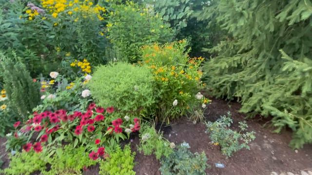 After I dug up the daylilies - what now- planting for fall interest! смотреть онлайн