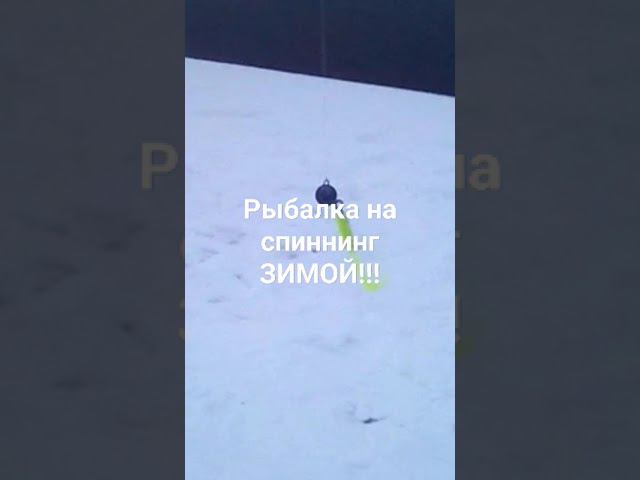 Рыбалка в НОВОСИБИРСКЕ! #рыбалкавновосибирске #рыбалка2024 #рыбалка #ловлясудака#судакнаджин
