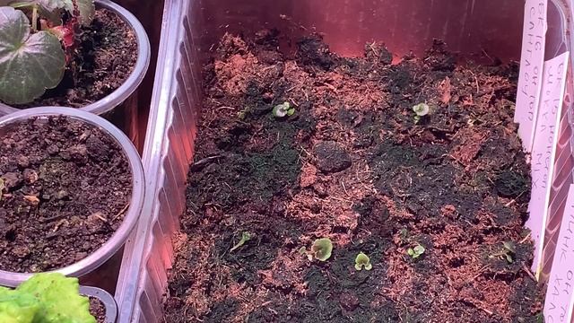 ?ПЕТУНИЮ КОГДА ПИКИРОВАТЬ? ПРИЗНАК ТОГО, ЧТО СРОЧНО ПОРА? смотреть онлайн