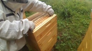Пчелиная пасека с нуля. 11 серия. Купили 3 маток. Таскают медок ).mp4