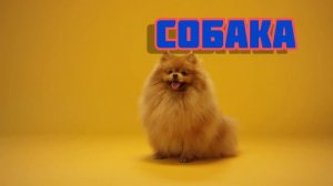 Карточки Домана Учимся говорить Логопедические карточки