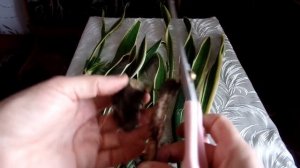 Размножение сансевьерии (сансевиера, сансивьерия, Sansevieria) тремя способами  в домашних условиях