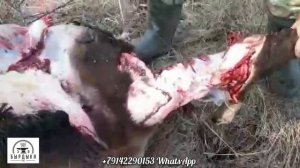 Якутский нож от БЫРДЫКА по назначению. Видео от клиента.