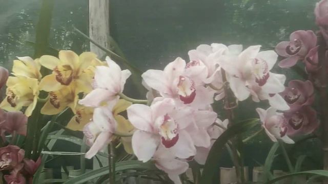 beautiful cymbidium orchids blooms at selimbong... смотреть онлайн