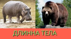 Бегемот против Бурого медведя. Hippopotamus against Brown bear.