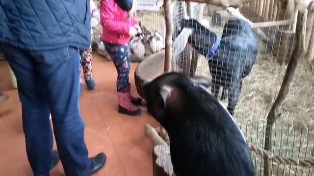 Сочи. Контактный зоопарк. смотреть онлайн