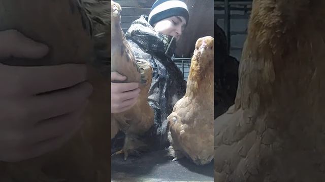 Палевая брама Жёлтая смотреть онлайн