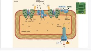 IB Biology -Photosynthesis (8.3)