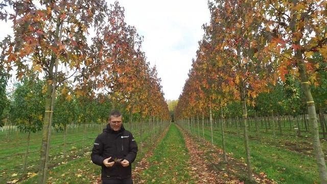 Liquidambar styraciflua 'Worplesdon' - Van den Berk on Trees смотреть онлайн