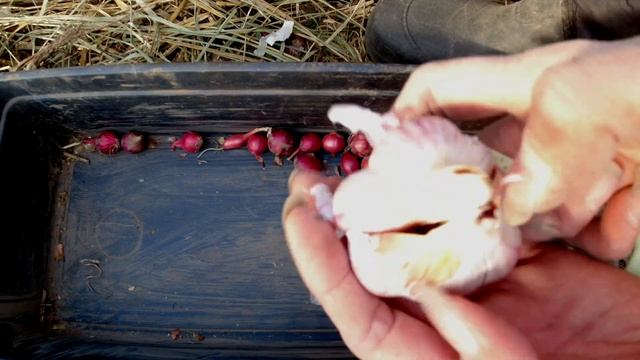 Как разделить чеснок и посадить. Все просто смотреть онлайн