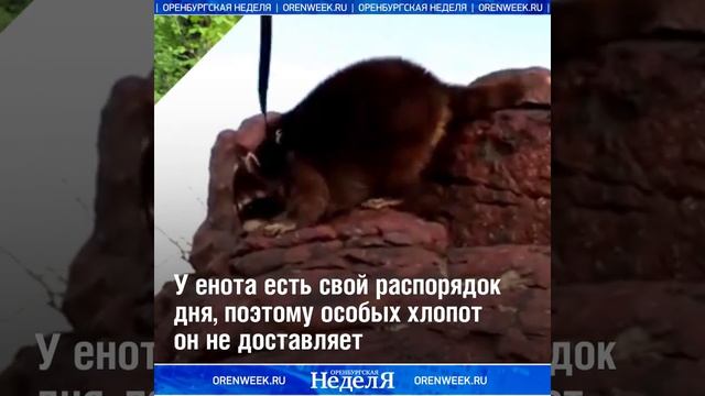 Приключения енота Торнадо из Орска