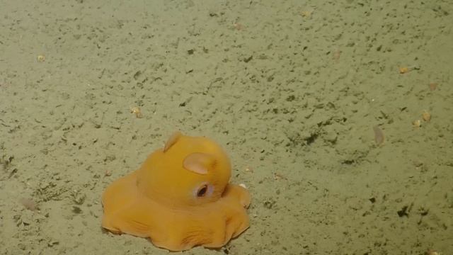 Shy Octopus Hides Inside Its Own Tentacles | Nautilus Live смотреть онлайн
