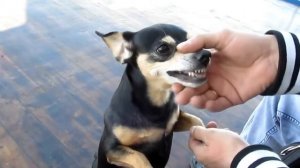 очень злой пёс по кличке БАСЯ