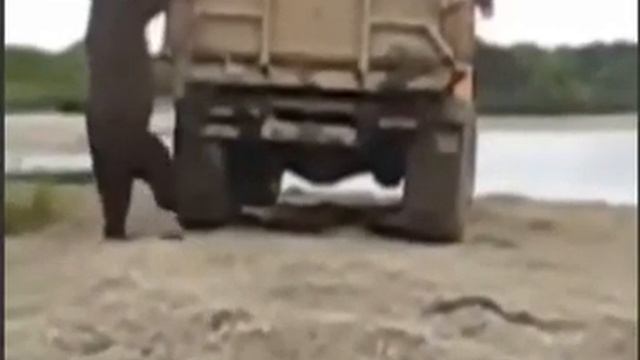 Медведь ворует рыбу с грузовика смотреть онлайн