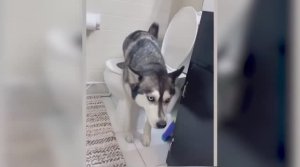 Приколы декабрь, угар, fanny animals, топ недели 2