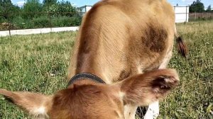 Телята Джерси//Козье молоко творит чудеса