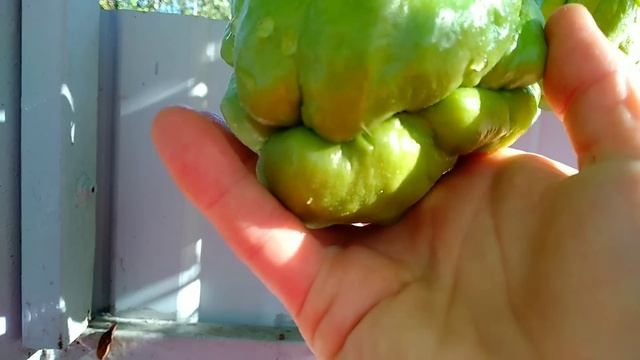 Чайоты в Сочи. Мой урожай. смотреть онлайн