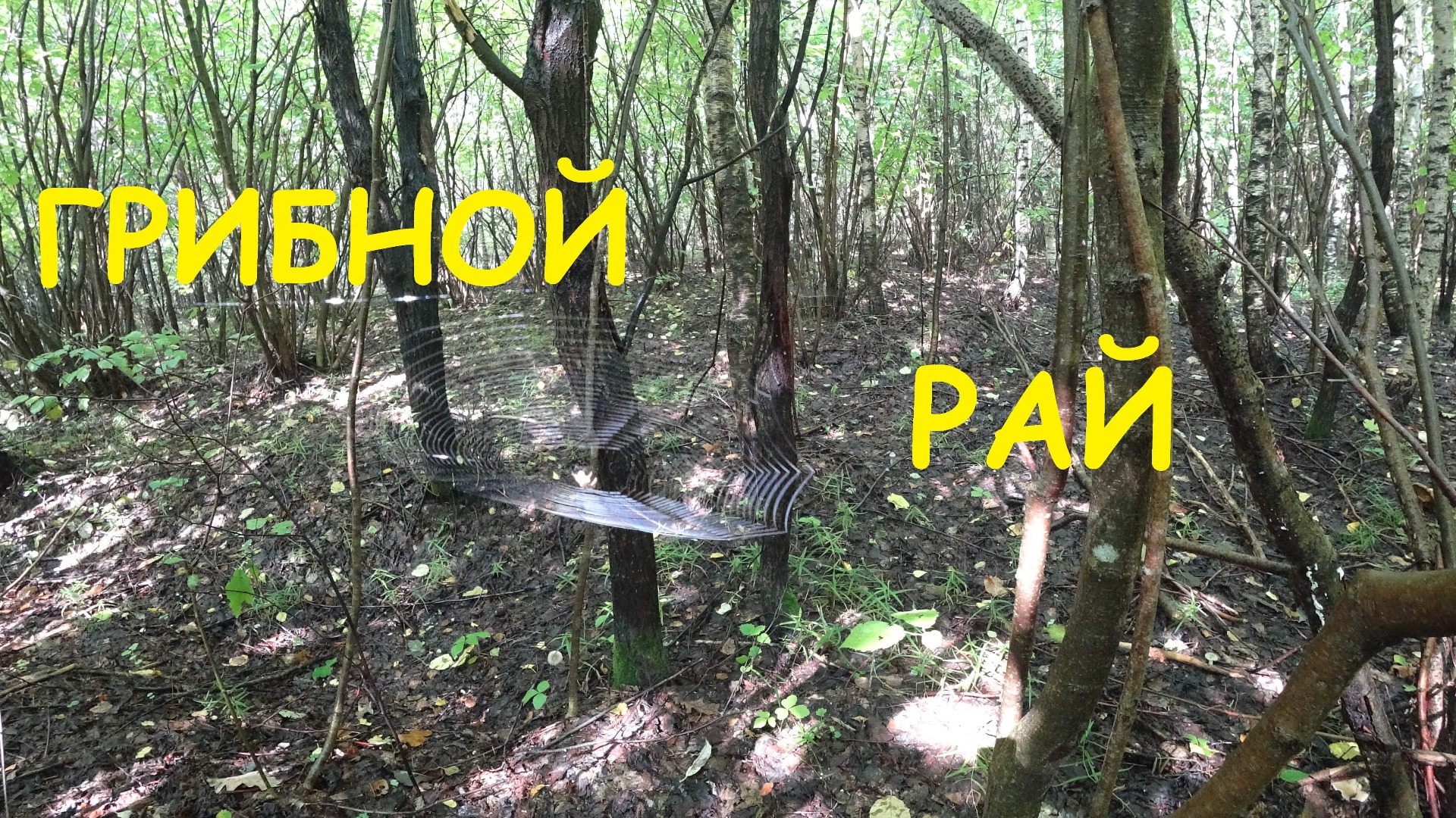Грибы 2019. Грибной рай. смотреть онлайн