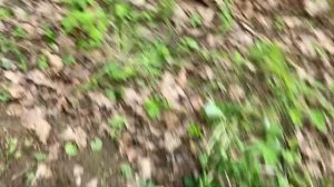 AKA Intronik STF и Minelab Equinox 600 тест.