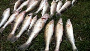 "Судакобершовая" рыбалка на реке Белая на джиг с 04 по 06 ноября!!! Обзор базы "Тихая Гавань".