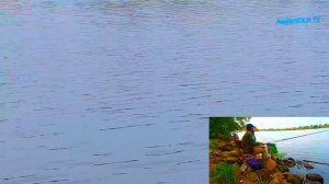 Болонская ловля. Подлещик в октября.