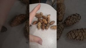 неизвестная ель с маленькими шишками.