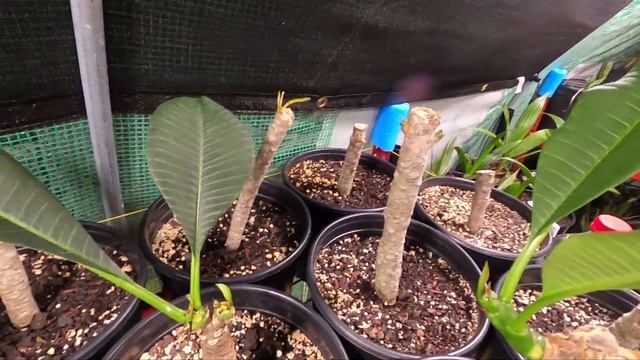 Plumeria Update Nov 17, 2022 #plumeria #greenhouse #gardening #gardeningtips #tropicalplant #hawaii смотреть онлайн
