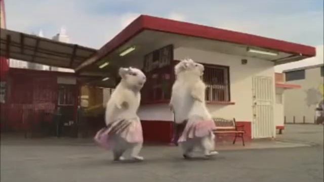 Chinook the Ferret and the Hamsters: HAMSTER DANCE смотреть онлайн