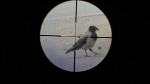 Охота на Баклана и  Ворону с PCP. Crow Hunting 2022  Кроухантинг. Июнь ч.1 Горбатая ворона