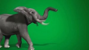 Футаж слон на зелёном фоне - хромакей