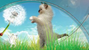 Я пушистый беленький котёнок