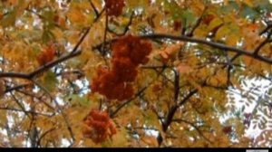 Осень ранняя Стихи Булат Окуджава, муз. и исп. Самуил Фрумович