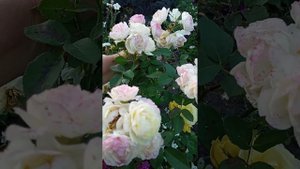 Роза Голден Бордер! Чудо роза! ?