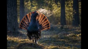 Видеоэкскурсии "Животный мир" - Часть 19. Глухарь