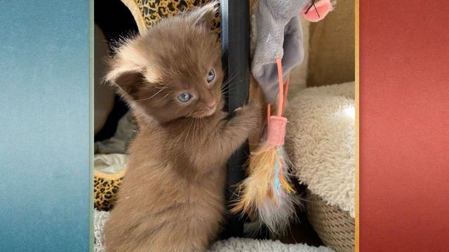 У обычной чёрной кошки родились редкие котята! Чудеса генетики!