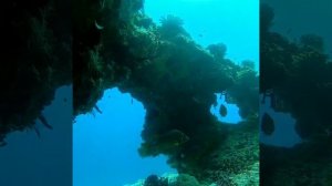 Ukulhas Maldives Дайв сайт: Fushi