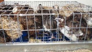 Подсадка перепелов в одну клетку разных возрастов, полов и пород