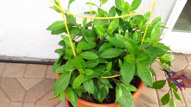 Superfoods! Growing Longevity Spinach Gynura procumbens Plus Recipe